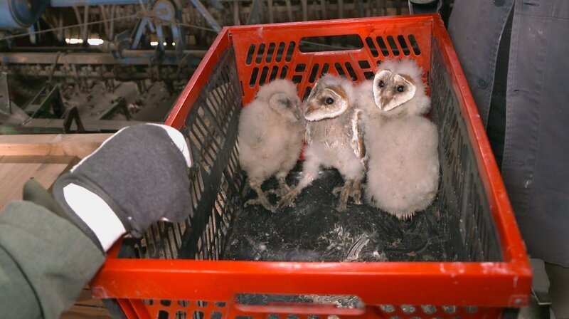 Schleiereulenbabys aus dem Eulenkasten in Christines Stall. – Bild: NDR/​Peter Janßen