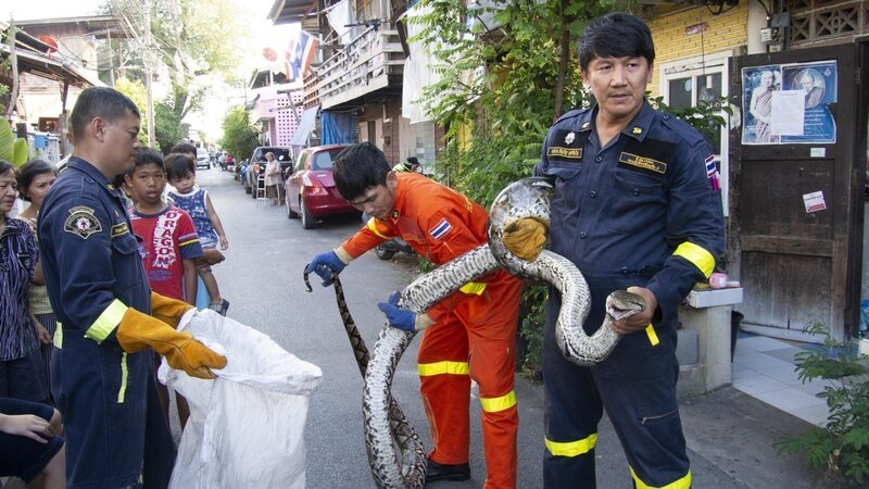 Firefighters in Bangkok, Thailand rescue a reticulated python from a residential area, to be released into a wild area – Bild: Matt Brandon