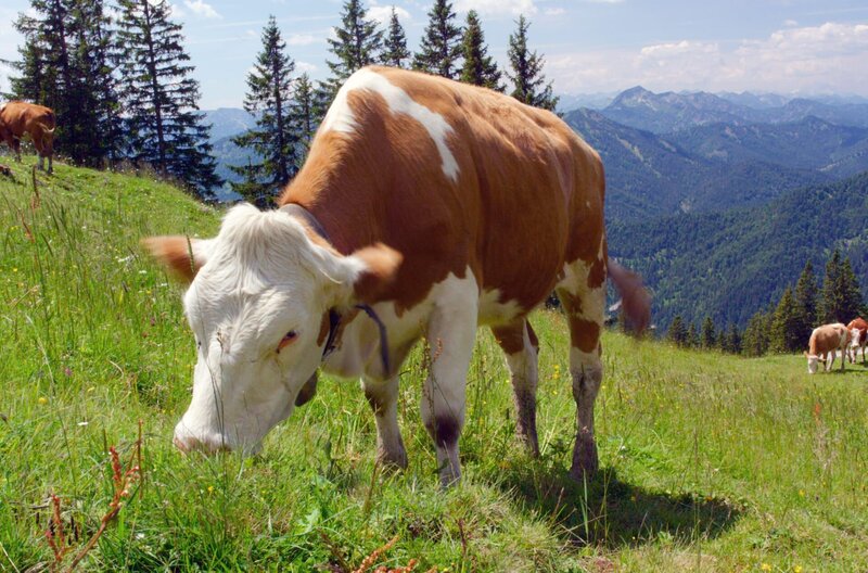 Der Bläuling und die neue Wildnis – Bild: Bernhard Rübe/​BR