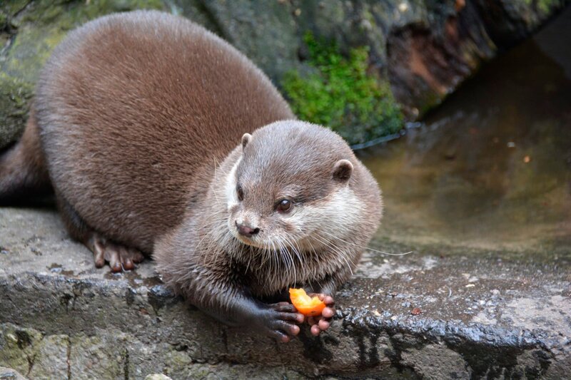 Zwergotter im Zoo am Meer. – Bild: Radio Bremen, honorarfrei – Verwendung gemäß der AGB im engen inhaltlichen, redaktionellen Zusammenhang mit genannter RB-Sendung bei Nennung „Bild: Radio Bremen“ (S2).