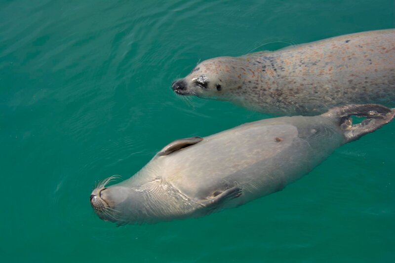Der Seehundnachwuchs hält Mama Deern in Atem. – Bild: Radio Bremen