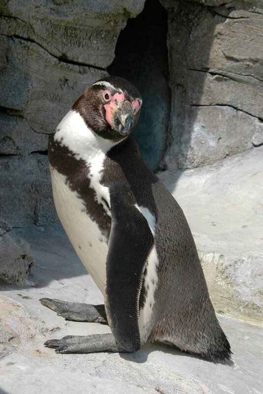 Humboldtpinguin, geordnetes Anstellen für den Fisch. – Bild: Radio Bremen
