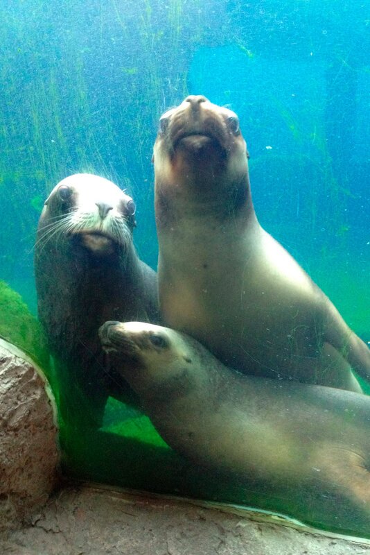 Der Seebärennachwuchs stiehlt allen die Show. – Bild: Radio Bremen