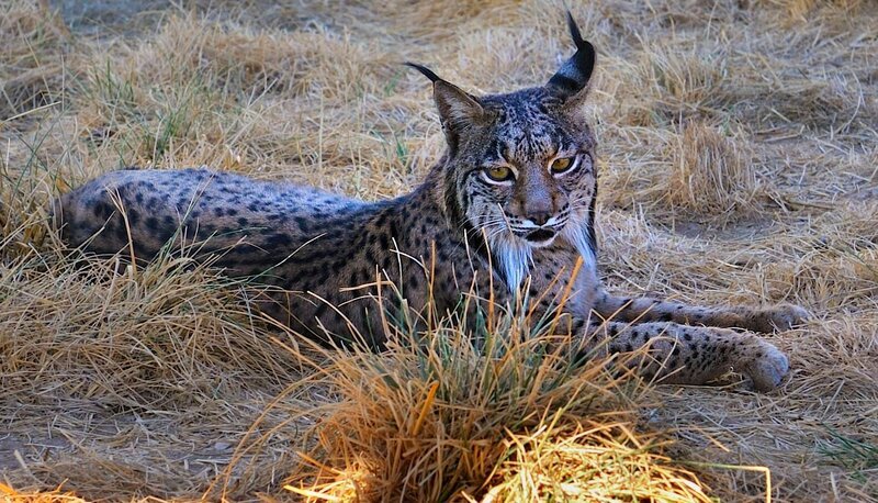 Iberischer Luchs – Bild: DF1
