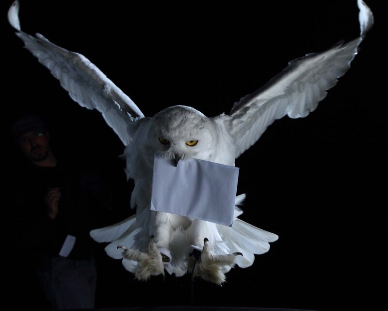 Schnee-Eule „Hedwig“ mit Brief – Bild: DF1