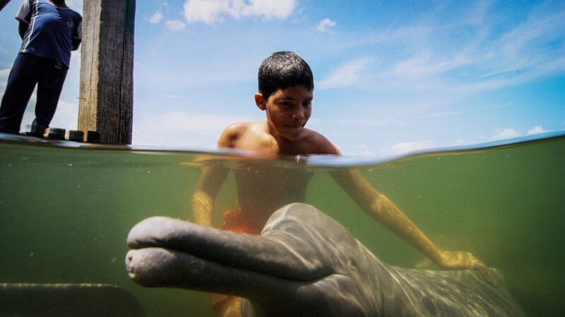 A River Dolphin plays with local children in Mocajuba, Brazil. Screen grab – Bild: Screen Grab /​ BBC