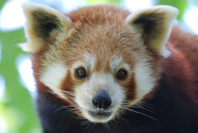 Kleine Pandas sind Langschläfer. – Bild: Jens-Uwe Heins /​ BR /​ BR/​Jens-Uwe Heins