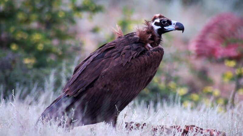 Mönchsgeiereltern mit Jungen – Bild: Mediengruppe RTL