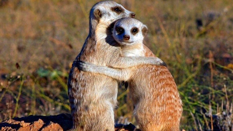 Die kleinen Erdmännchen sind völlig erschöpft von ihrem anstrengenden Erkundungsgang. Schon 12 Wochen nach ihrer Geburt werden sie sich selbst versorgen können. – Bild: ZDF und NDR/​NDR Naturfilm 2010