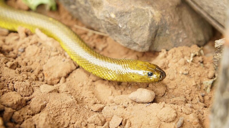 Ein Binnentaipan (Oxyuranus microlepidotus). (Earth Touch Pty Ltd) – Bild: RTL/​ © MMXX Earth Touch USA LLC All Rights Reserved.