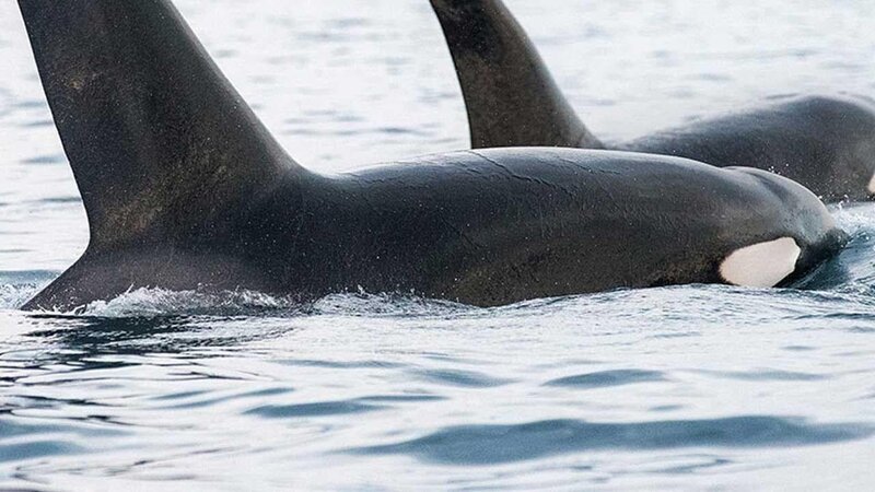 Bild: National Geographic Channel