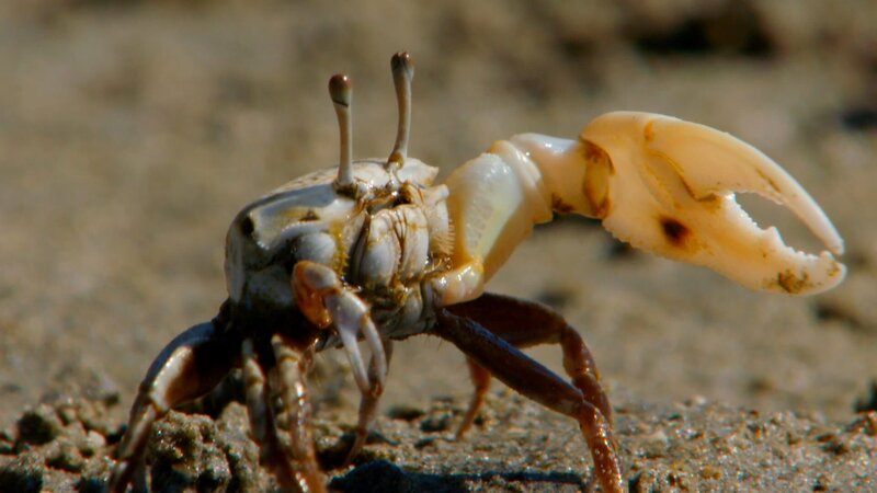 Männliche Winkerkrabben versuchen mit ihrer großen Schere Weibchen zu imponieren. – Bild: Off the Fence