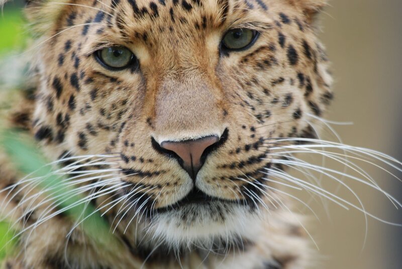 Leopard. – Bild: Jens-Uwe Heins