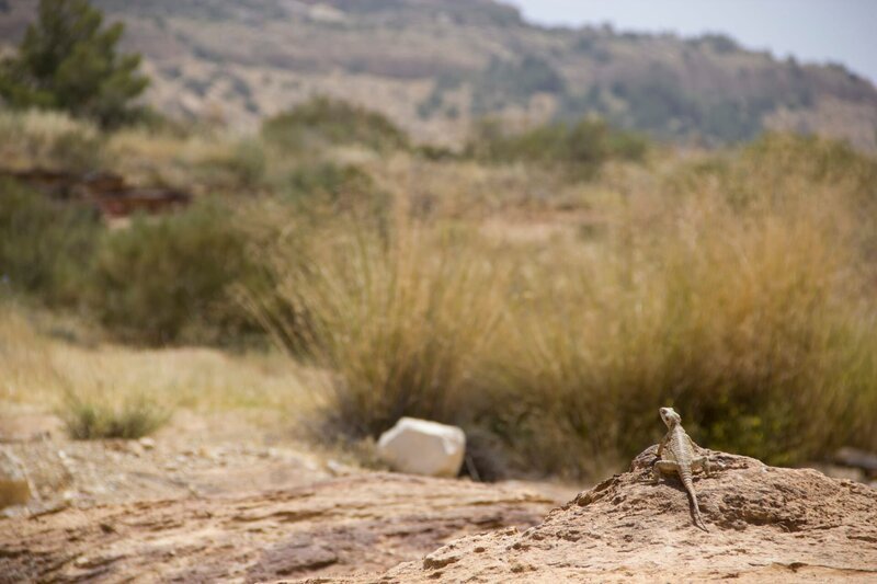 Starred Agama. – Bild: Discovery Communications, Inc.