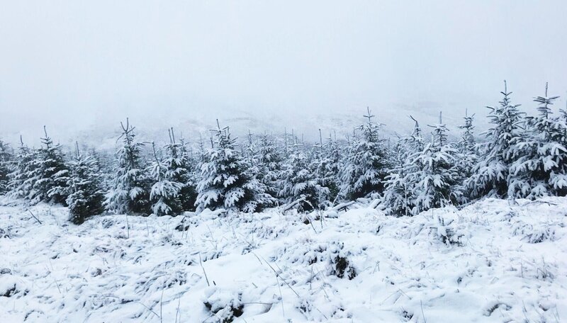 Kielder Forest, schneebedeckt im Winter  +++ – Bild: RTL/​ © ITN