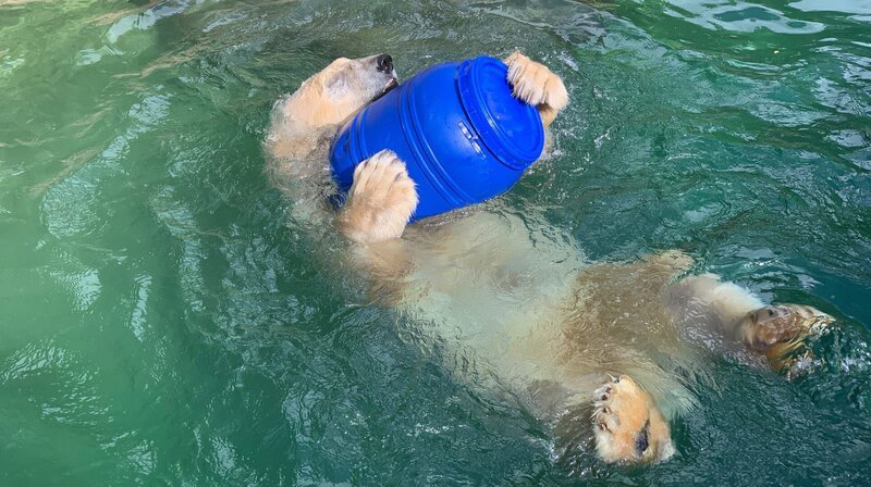 Ein Eisbär spielt mit einer Tonne. – Bild: BR
