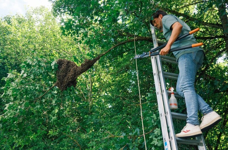 Ausgeschwärmt! Frank Seibert darf einen Bienenschwarm einfangen in einer Lehr- und Forschungsimkerei in Rosenfeld. – Bild: SWR, honorarfrei – Verwendung gemäß der AGB im engen inhaltlichen, redaktionellen Zusammenhang mit genannter SWR-Sendung bei Nennung „Bild: SWR“ (S2+). SWR Presse/​Bildkommunikation, Baden-Baden, Tel: 07221/​929–22202, foto@swr.de