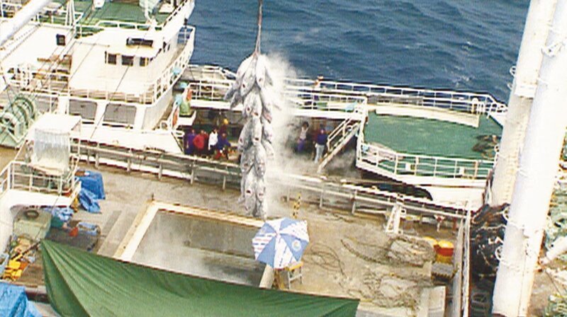 Eine der Praktiken von Piratenfischern: Um die Herkunft der Fische zu verschleiern, werden die Fänge auf hoher See umgeladen. – Bild: WDR/​Längengrad Filmproduktion