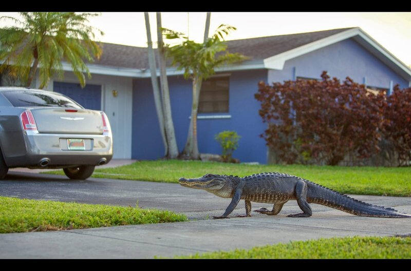 Ein Alligator geht eine Wohnstraße in Miami entlang. – Bild: Mark Wheeler/​BBC