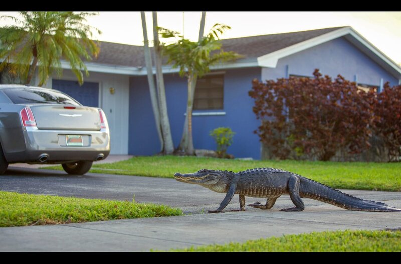 Ein Alligator geht eine Wohnstraße in Miami entlang. – Bild: Mark Wheeler/​BBC