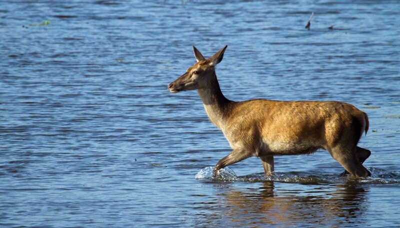 Rothirschkuh beim „Wassertreten“ in der Lausitz. – Bild: NDR/​Altayfilm