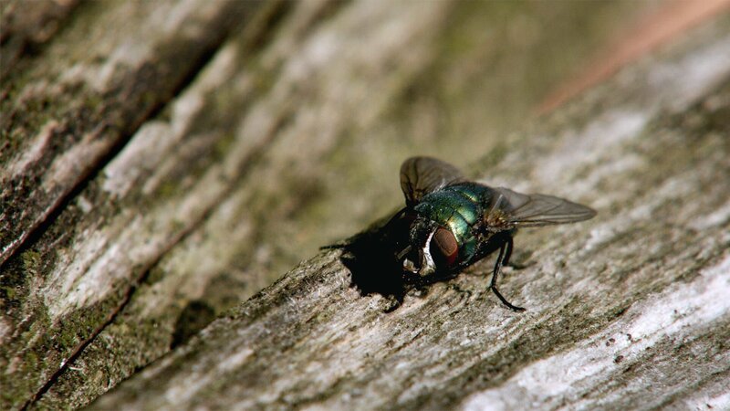 Schmeißfliegen gehören zu den wichtigsten Recycling-Experten in der Natur. – Bild: BR/​Klaus Scheurich