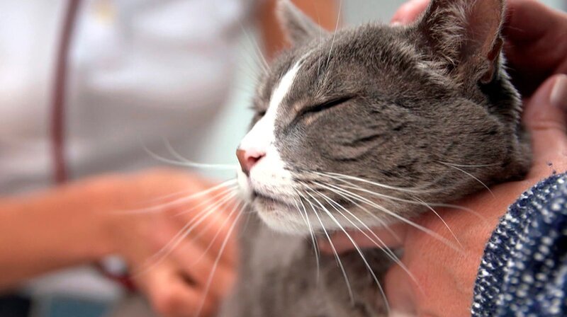 Vor zwei Monaten wurde Katze Colien wegen eines Blasensteins operiert. – Bild: NDR/​Doclights GmbH