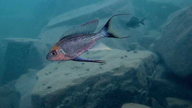 Buntbarsch, Tanganjikasee. – Bild: ORF/​Cosmos Factory/​Heinz Büscher