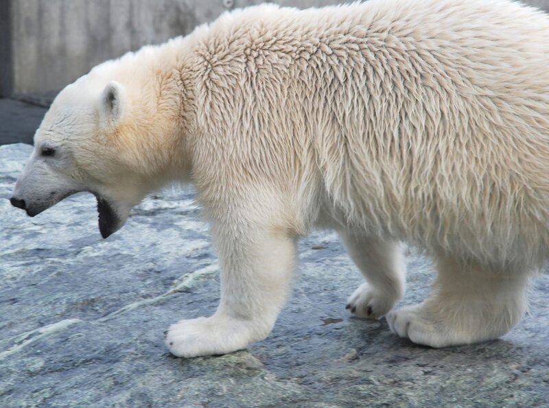 Abschied von Lea: Die schöne Schneeleopardin verlässt die Wilhelma. Und Tochter Lola soll einen Kater bekommen. – Bild: BR/​SWR/​Frieder Bundt