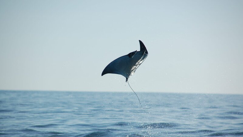 A Mobula Ray leaping out of the ocean. – Bild: Discovery Communications A Mobula Ray leaping out of the ocean. – Bild: Discovery Communications