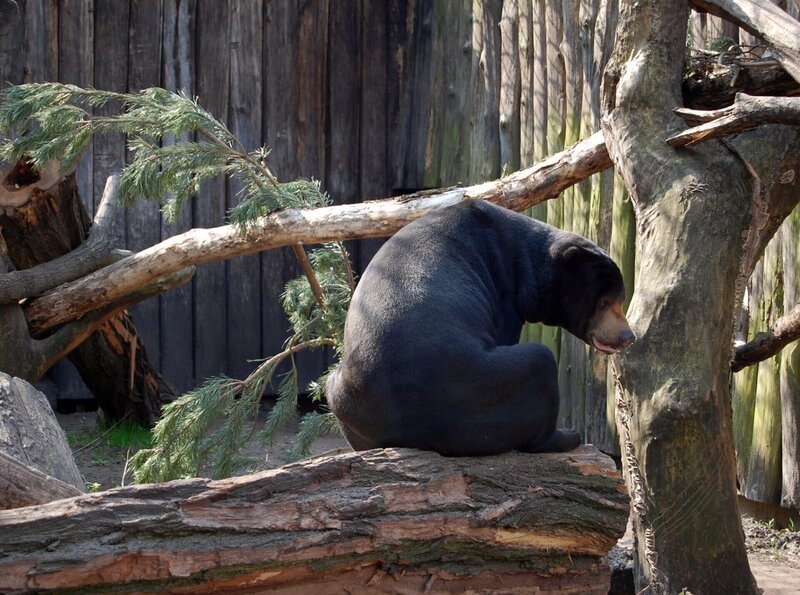 rbb Fernsehen PANDA, GORILLA & CO., TEIL 185, „Geschichten aus dem Zoo Berlin und dem Tierpark Berlin“, Malaienbär Johannes hat die lieblichen Düfte von Bärin Tina vernommen. – Bild: rbb/​Thomas Ernst