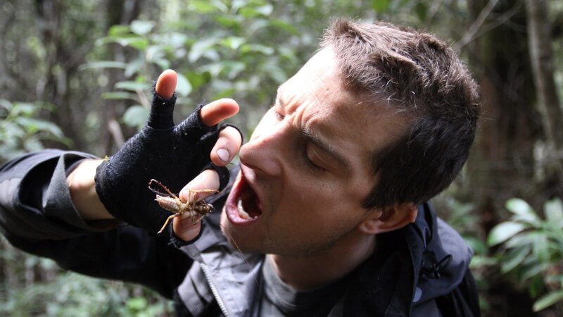 Bear Grylls eating a weta in New Zealand. – Bild: Discovery Communications