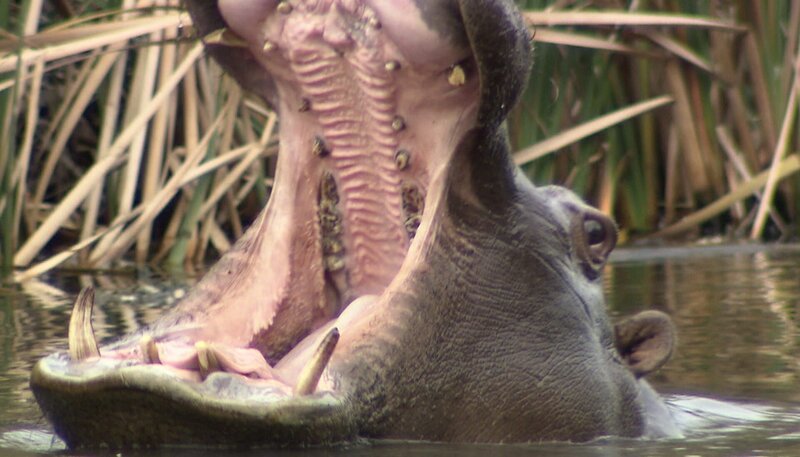 Ein Nilpferd mit aufgerissenem Maul im Wasser. – Bild: BR/​NDR/​Vincent TV GmbH