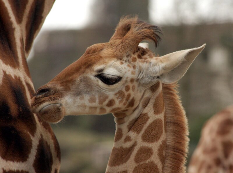 Giraffenkind Susi – Bild: rbb/​Christina Herbst