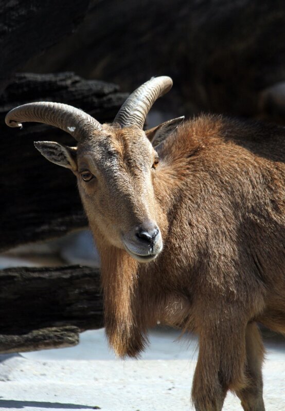 Nachwuchs bei den Mähnenschafen der Wilhelma. Sie sind Mitbewohner der Felsenanlage. – Bild: Jens Klinger /​ BR, SWR /​ BR/​SWR/​Jens Klinger