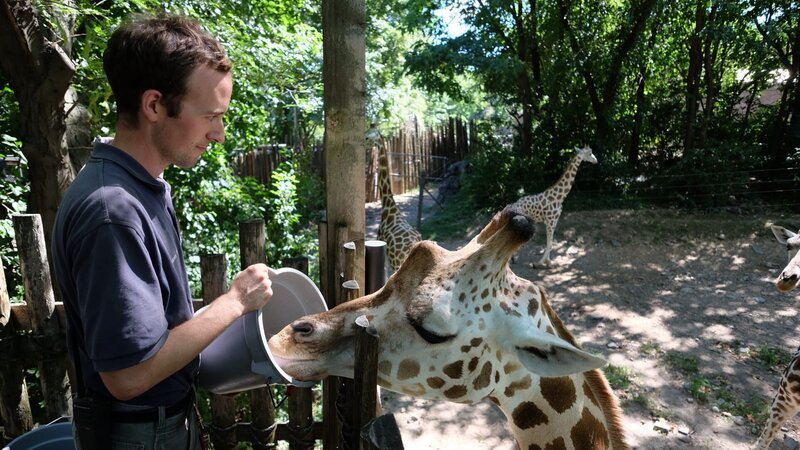 Joseph Nappi feeds a giraffe. – Bild: Animal Planet /​  Discovery Communications