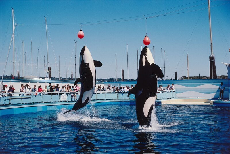 Two killer whales jump in air in aquarium as audience watches. Orcinus orca – Bild: Discovery Communications