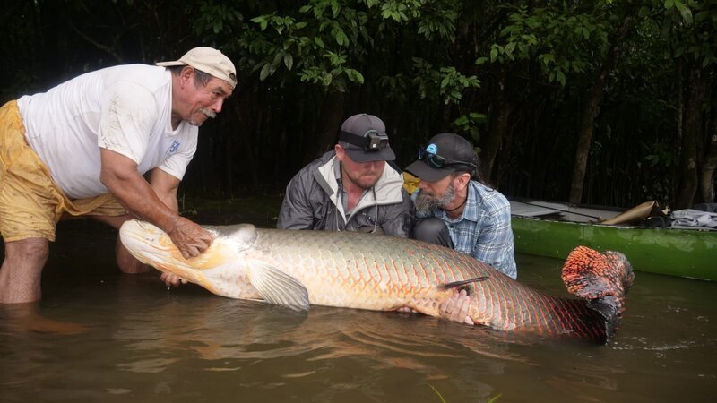 Chris Owens and Thad Robison struggle to hold a huge Arapaima fish in Ecuador. – Bild: Discovery Communications, LLC
