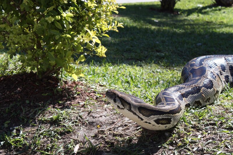 Python. – Bild: TLC/​Discovery Channel