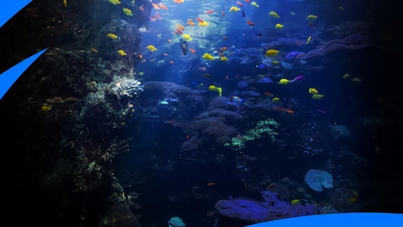 Aquarium – Bild: Discovery channels
