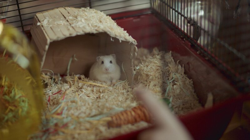Ein Hamster braucht ständig Bewegung! – Bild: SWR/​Phanta Basta!/​Indi Film