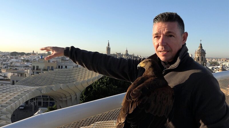 In Sevilla sorgt Falkner Domingo mit seinem Adler Willy dafür, dass die Tauben verschwinden. – Bild: ORF/​NDR/​planetfilm/​Claudia Rauch