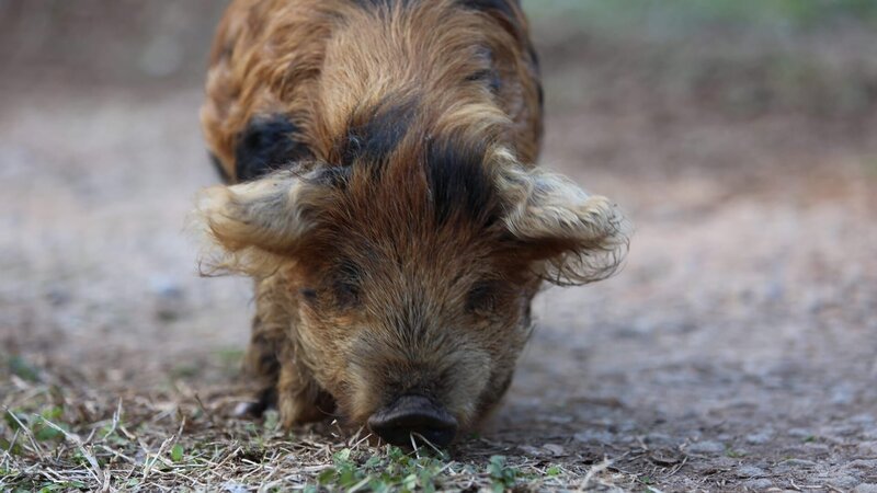 Shot of one of the piglets – Bild: Warner Bros. Discovery, Inc.