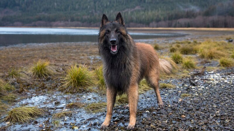 The Brown’s family dog Mr. Cupcake. – Bild: Discovery Communications