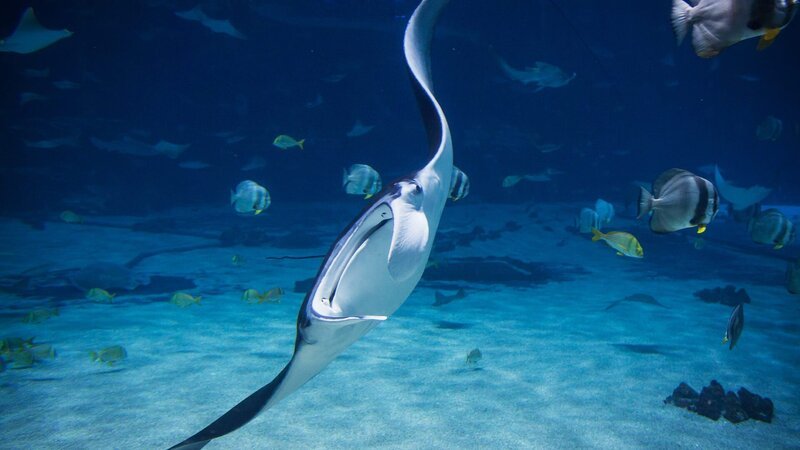 Die Batoidea schwimmen neben den Fischen. – Bild: TLC (DEUT)