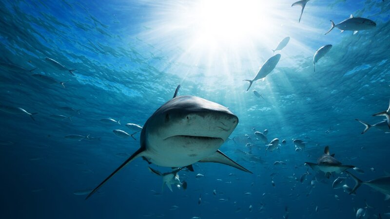 Great white shark. – Bild: DSPL