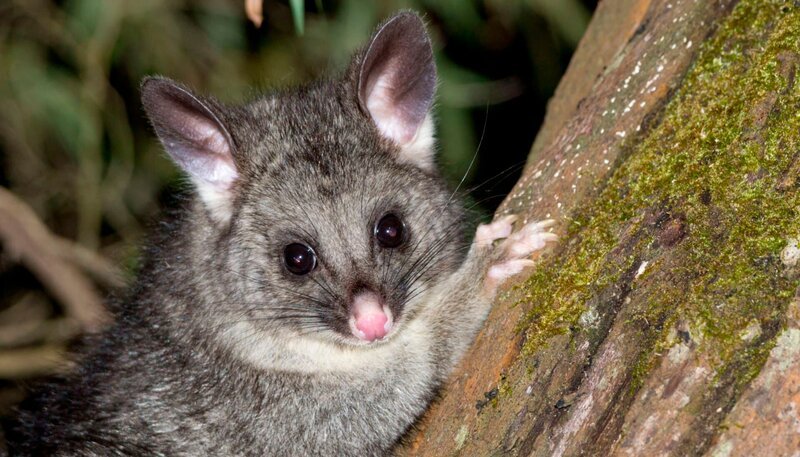 Ein Fuchskusu oder Possum. Fuchskusu sind neugierig. Sie besuchten in der Nacht das Lager von Ernst Arendt und Hans Schweiger. – Bild: NDR/​BR/​Ernst Arendt/​Hans Schweiger