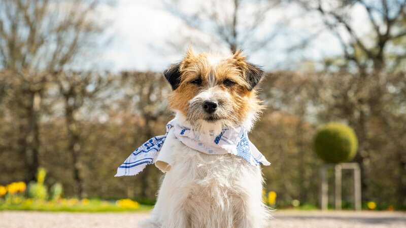 Zitterinchen ist Retterin in der Not und Überbringerin so mancher wichtigen Nachricht. – Bild: ZDF und MDR/​HR/​RB/​Kinderfilm GmbH/​Anke Neugebauer