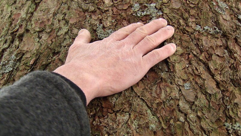 Baumstamm, Im Wald. – Bild: ZDF und ORF/Landesstudio Vorarlberg Baumstamm, Im Wald. – Bild: ZDF und ORF/Landesstudio Vorarlberg