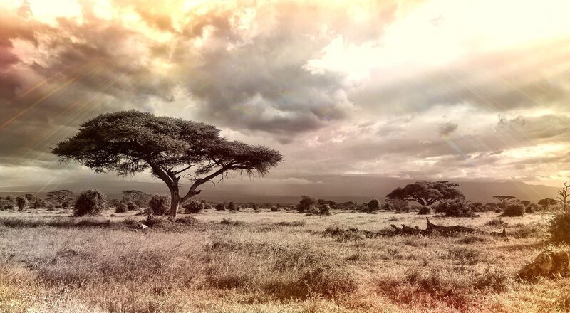 Safari – Bild: https:/​/​pixabay.com/​CC0 Public Domain